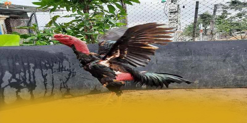 Đánh giá GOOD88 - Nhà cái uy tín số 1 tại Việt Nam Đánh giá GOOD88 - Nhà cái uy tín số 1 tại Việt Nam