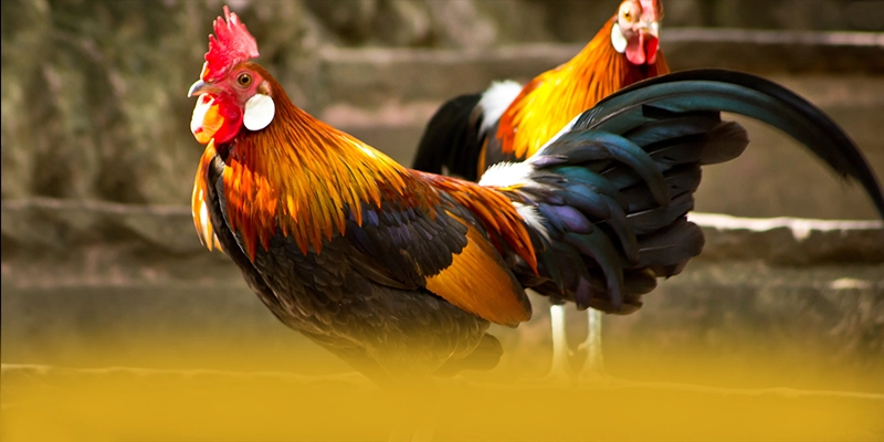 SUNWIN - Sân chơi cung cấp hàng trăm tựa game đẳng cấp hiện nay